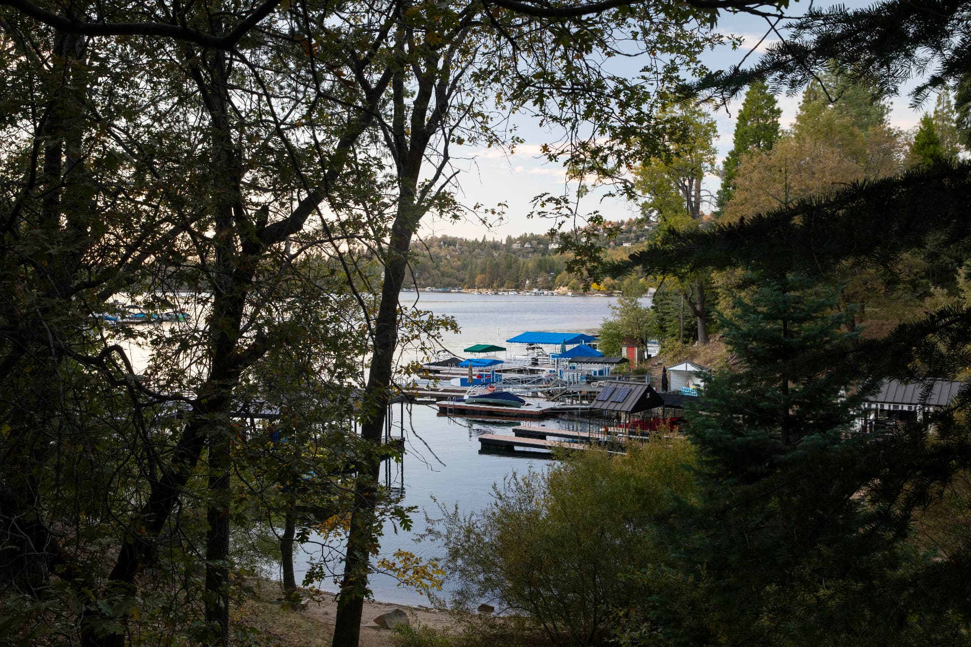 Lake through the trees